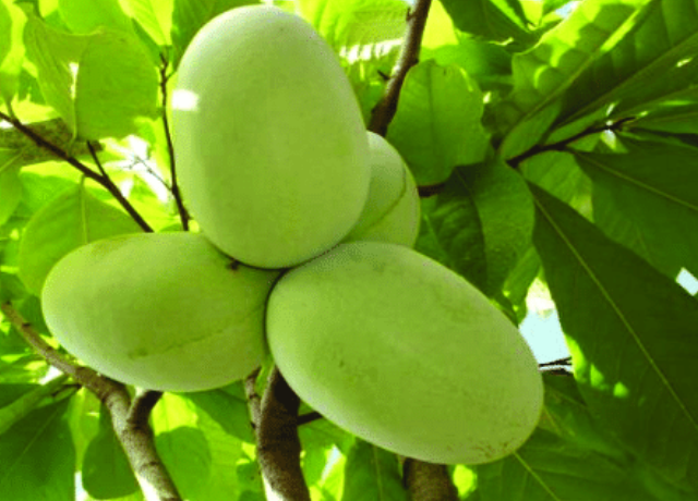  Asimina Triloba Fruit Extract 