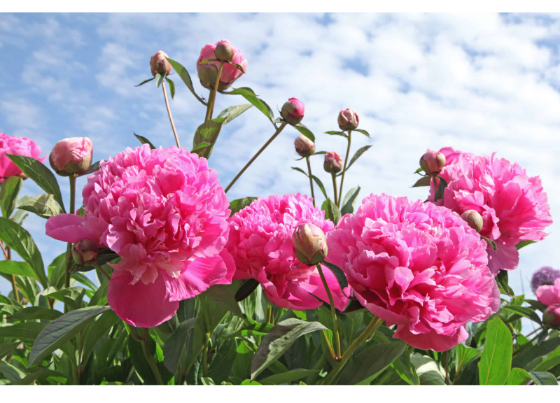  Paeonia Lactiflora Root Extract 