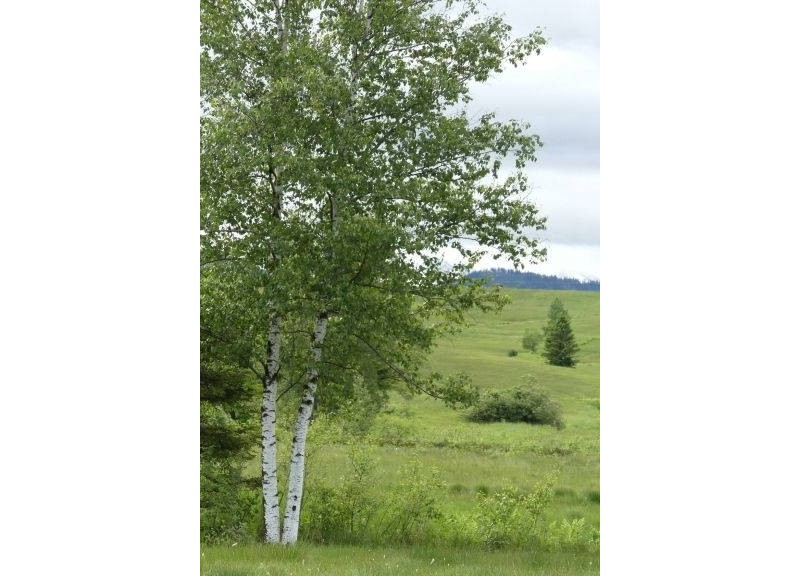  Betula Alba 