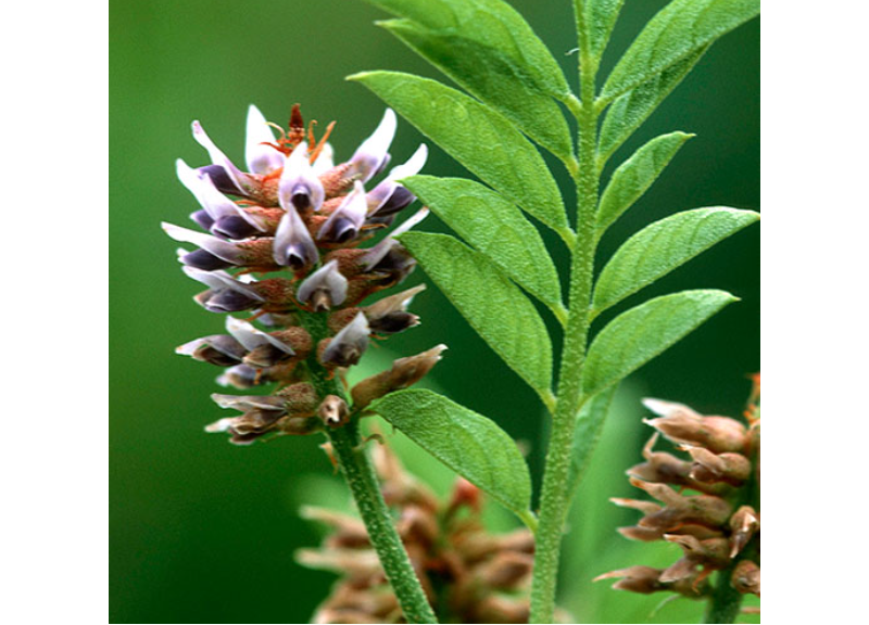  Glycyrrhiza Inflata Root Extract 