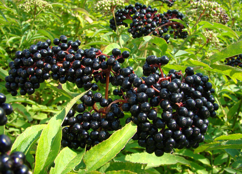  Black Elderberry 