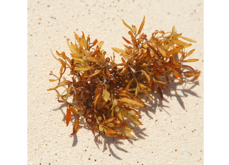  Alaria Esculenta Extract 