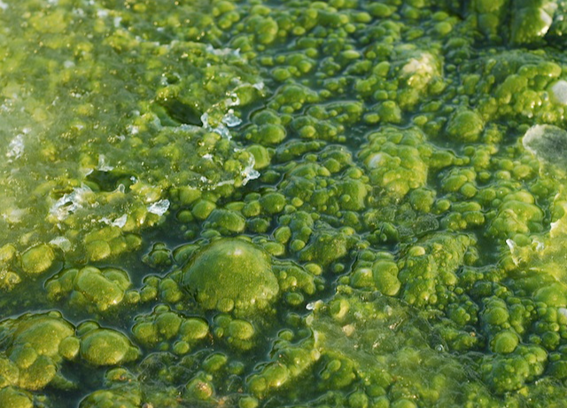  Algae 
