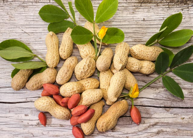  Peanut (Arachis Hypogaea) Oil 