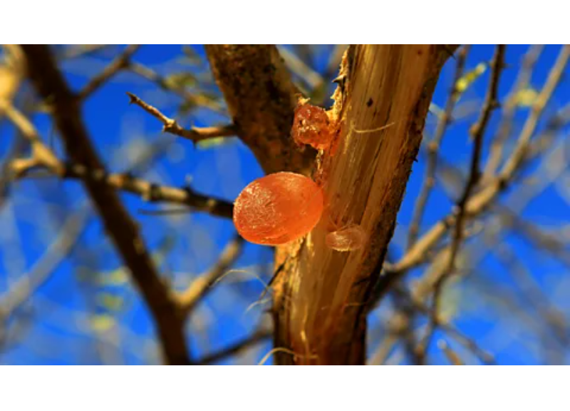  Acacia Seyal Gum Extract 