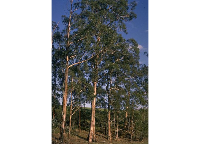  Eucalyptus Globulus 
