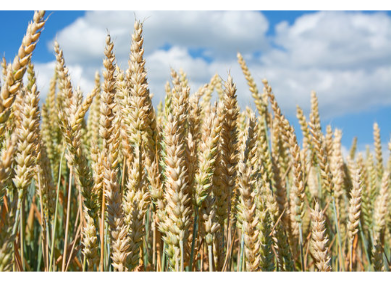  Triticum Vulgare 
