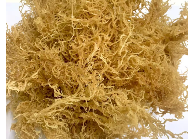  Kappaphycus Alvarezii Extract 