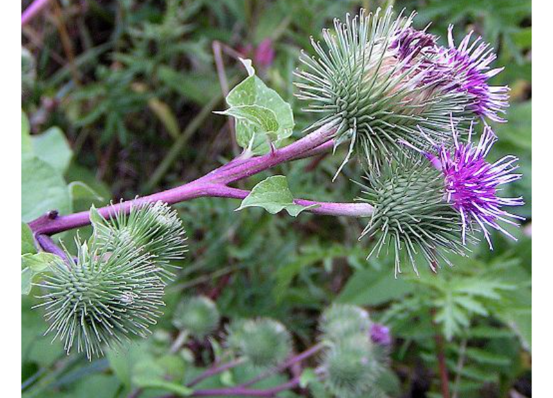  Arctium Majus Root Extract 