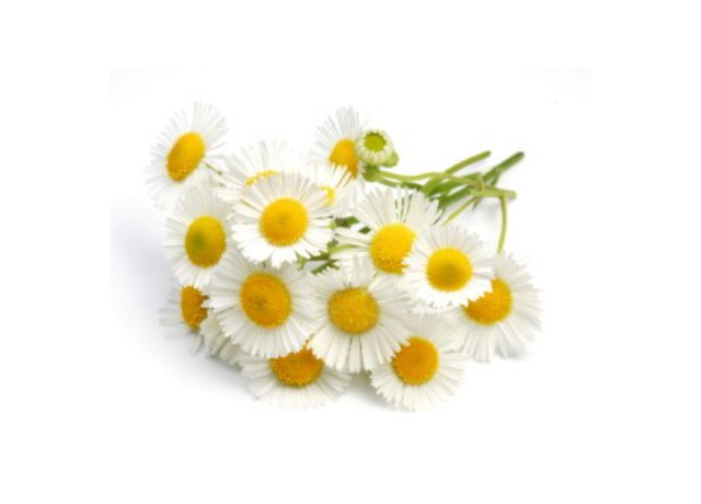  Anthemis Nobilis Flower Extract 