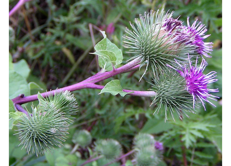  Arctium Lappa 