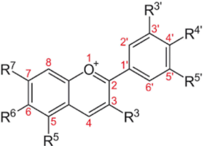  Anthocyanins 