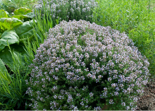  Thymus Vulgaris 