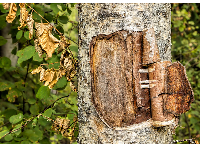  Birch Bark Extract 