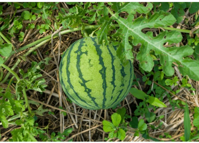  Citrullus Lanatus 
