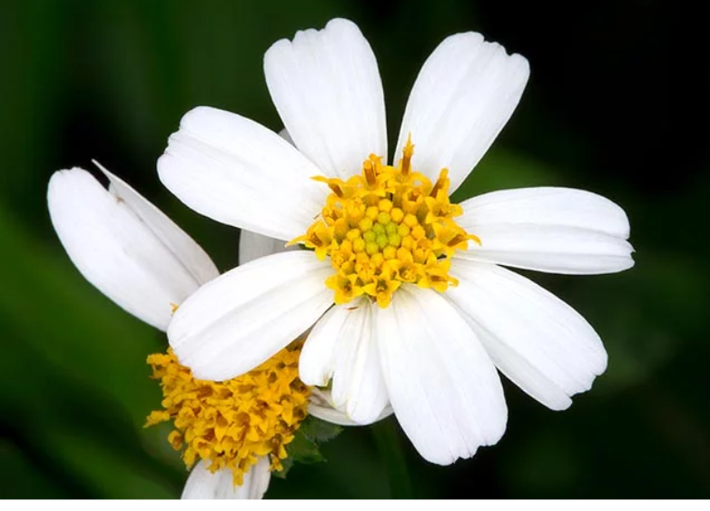  Bidens Pilosa Extract 