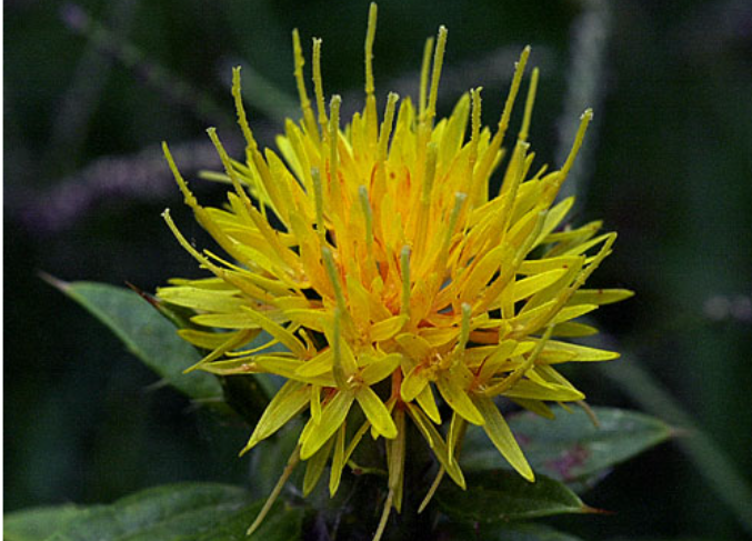  Carthamus Tinctorius 