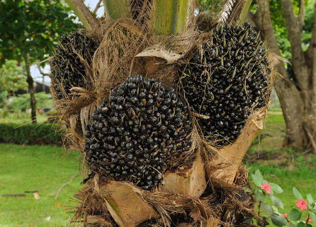  Elaeis guineensis oil 