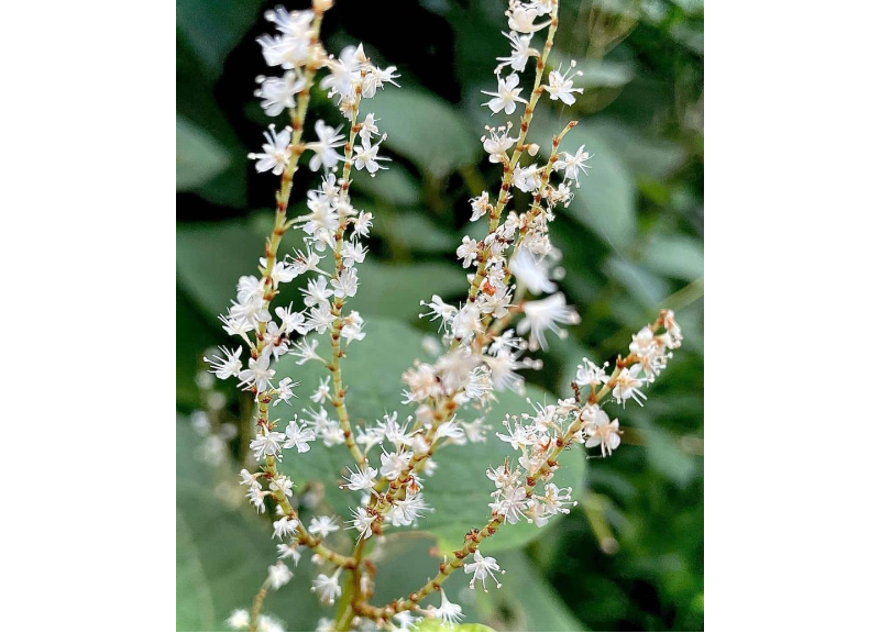  Polygonum Cuspidatum Root Extract 