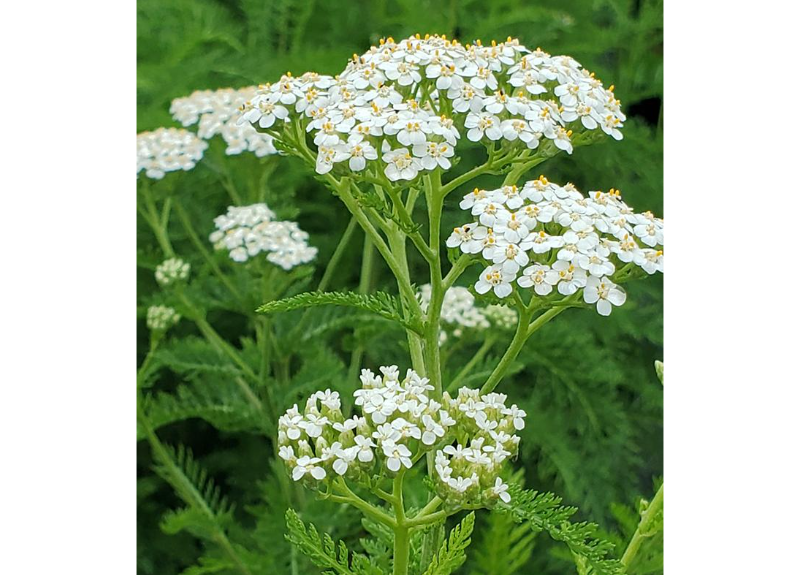  Achillea Millefolium 
