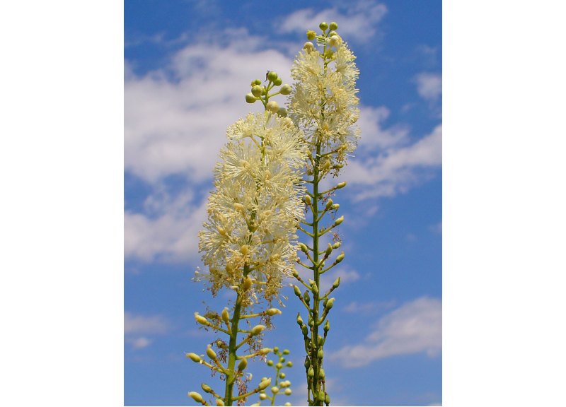  Cimicifuga Racemosa Root Extract 