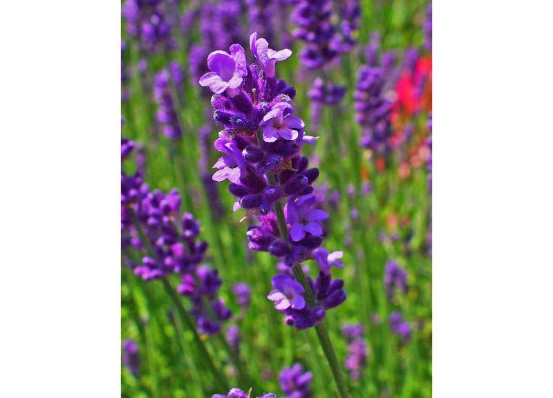  Oleum Lavandula angustifolia 