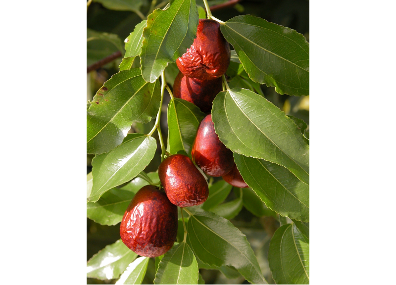  Zizyphus Jujuba Fruit Extract 