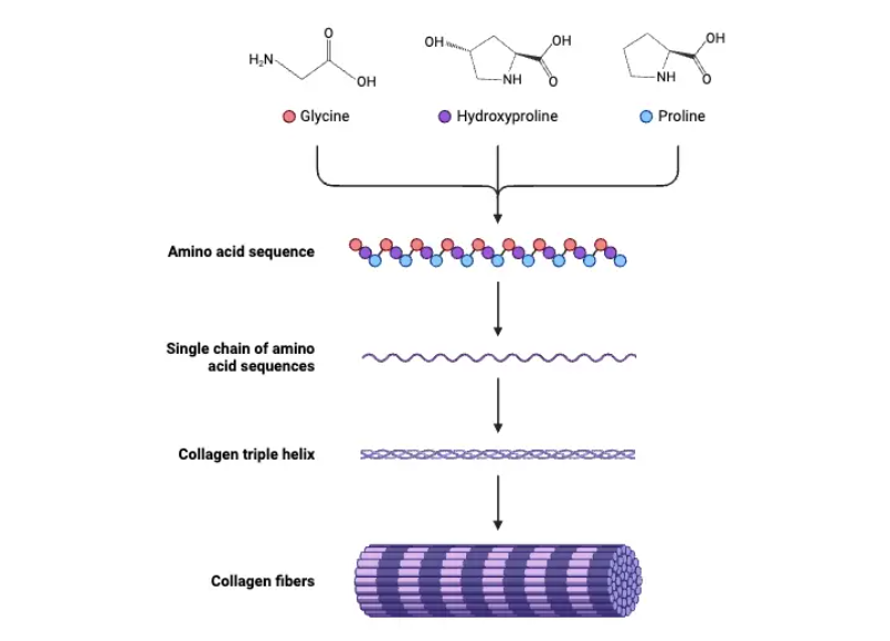  Collagen 