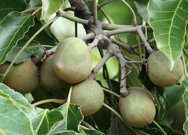  Aleurites Moluccana Seed Oil 