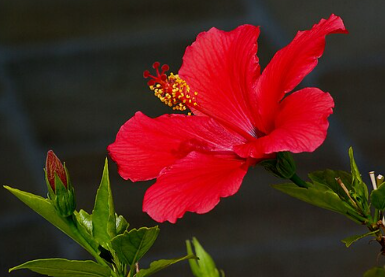  Hibiscus Sinensis Flower Extract 