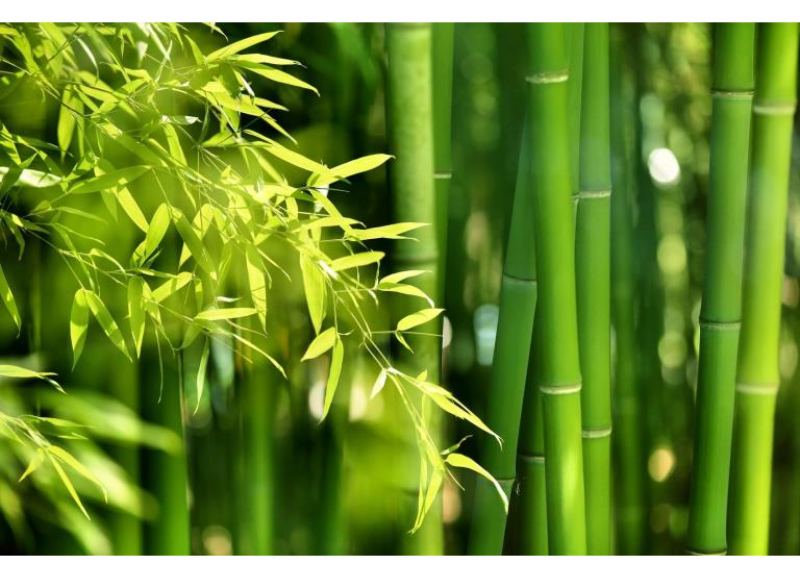  Bambusa Vulgaris (Bamboo) Leaf/Stem Extract 