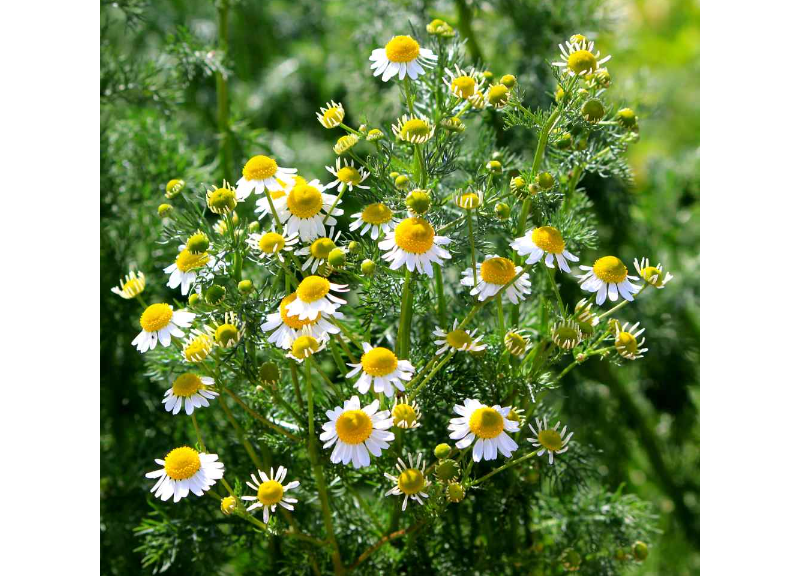  Oleum Chamaemelum ormensis 