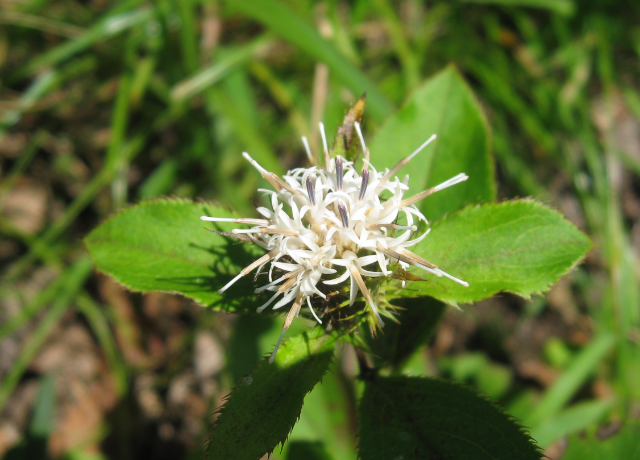  Atractylodes Japonica Root Extract 