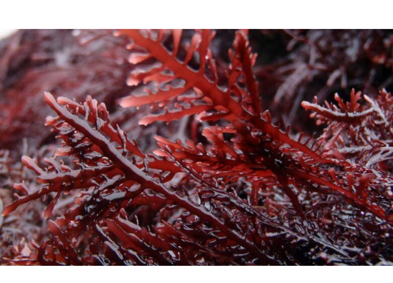  Gelidium Cartilagineum Extract 