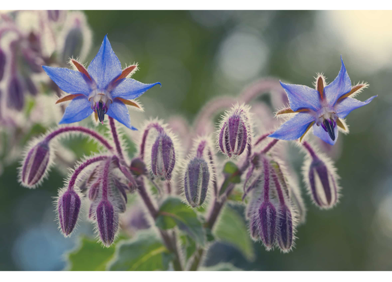  Borage Seed Extract 