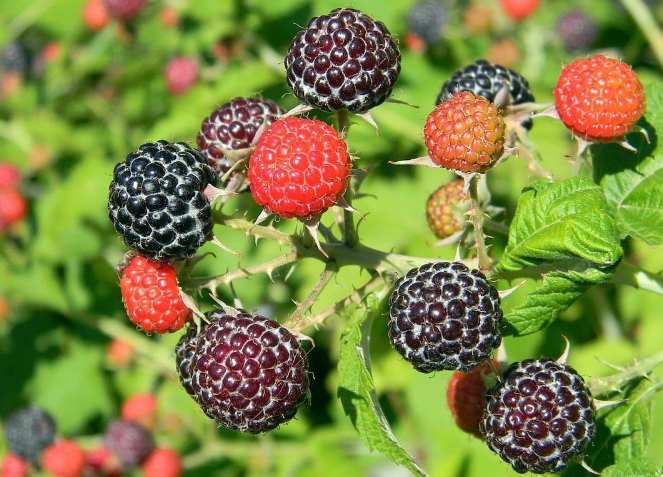  Black Raspberry 