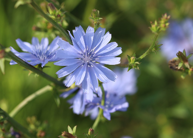  Cichorium Intybus 