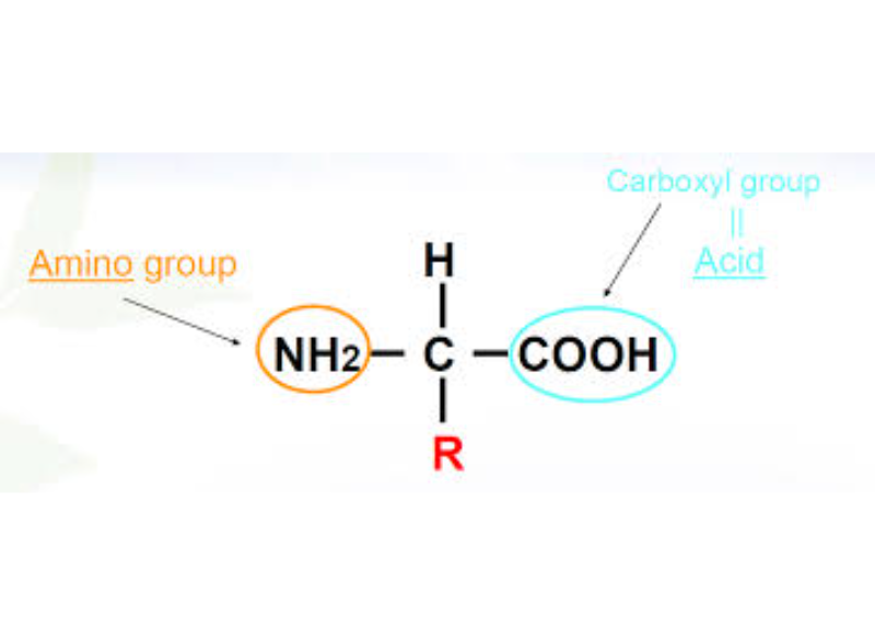 Sodium Cocoyl Apple Amino Acid 