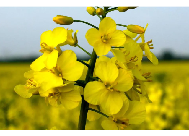  Brassica Campestris (Rapeseed) Seed Oil 