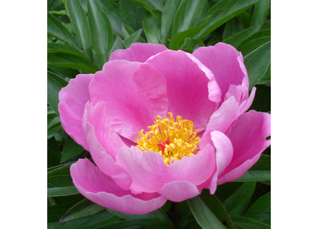  Paeonia Lactiflora Extract 