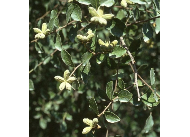  Saponaria Extract 