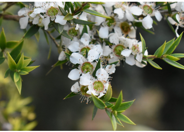  Leptopermum Scoparium Branch/leaf Oil 