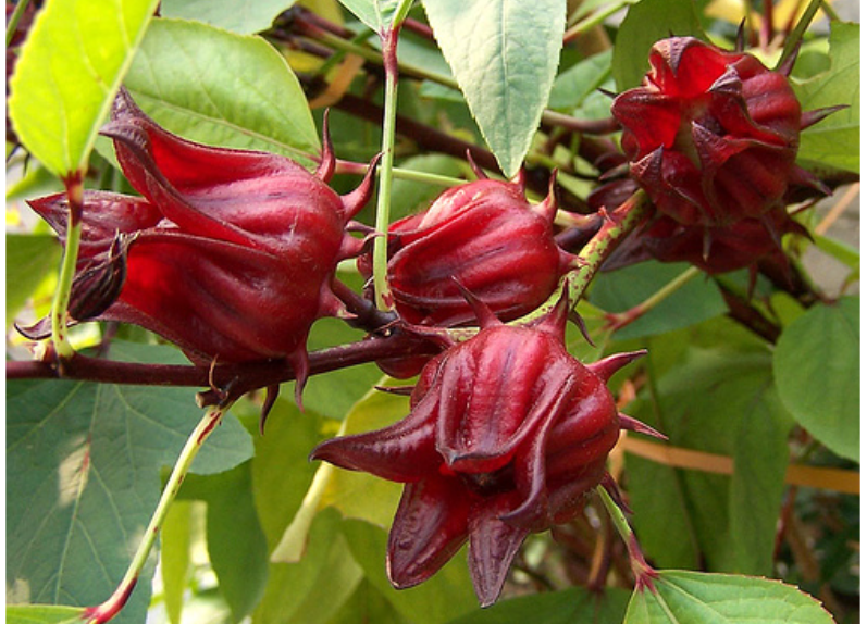 Hibiscus Sabdariffa Flower Extract 