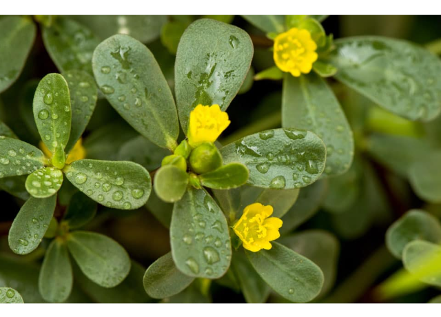  Portulaca Oleracea Extract 