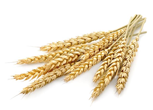  Barley Extract 