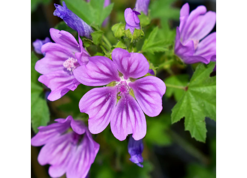  Malva Sylvestris (Mallow) Extract 