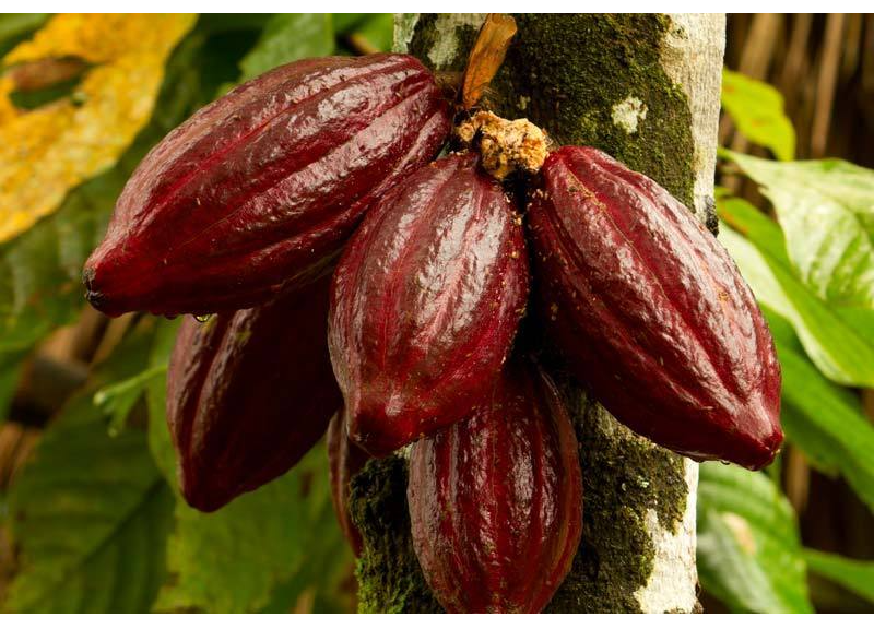  Theobroma Cacao (Cocoa) Extract 
