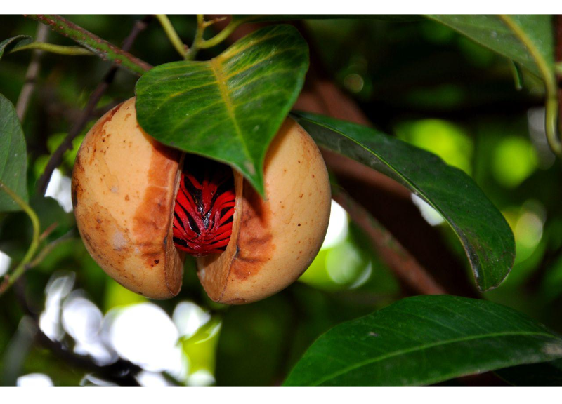  Myristica Fragrans (Nutmeg) Extract 