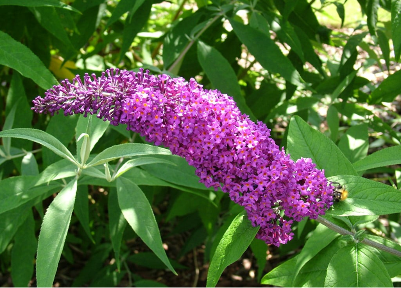  Buddleja Davidii Leaf Extract 
