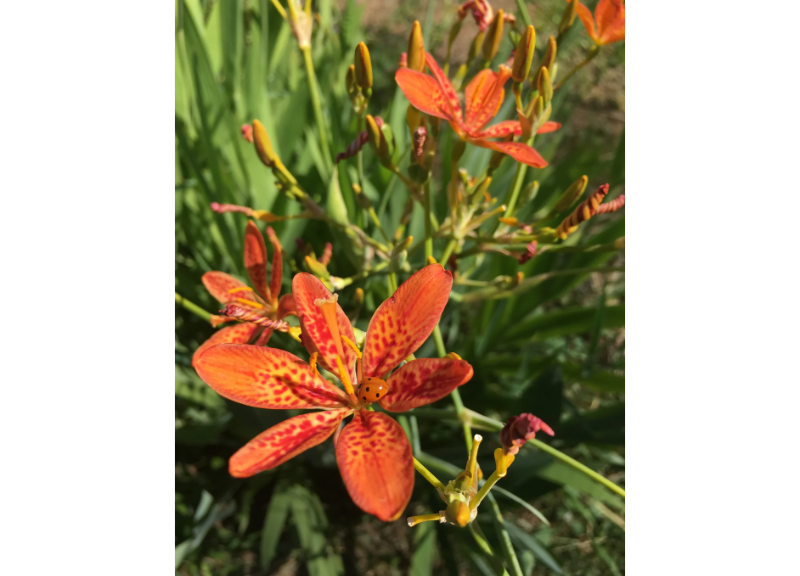  Belamcanda Chinensis Root Extract 